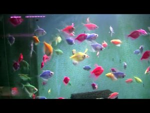 Тернеции Гло фиш для Авито