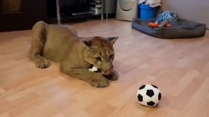 Пума Месси играет в футбол