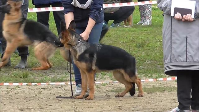 НО станд. Суки. Щенки смотреть онлайн