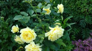 Розы. Второе цветение молодых роз. Роза Акрополис, Роза Кенделлайт, Роза Чайна герл.