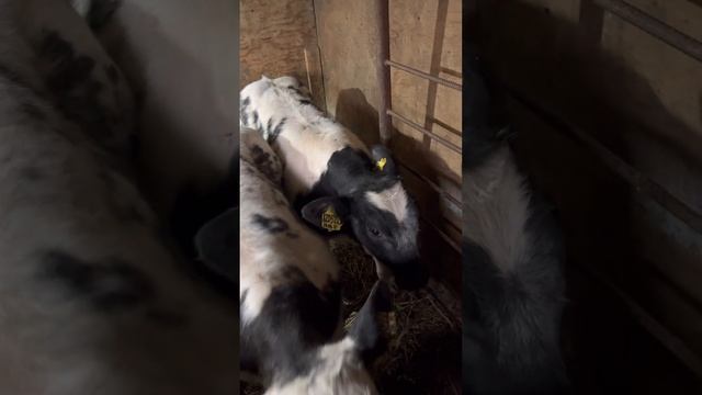 БЕЛЬГИЙСКАЯ БЕЛО ГОЛУБАЯ ПОРОДА В НАЛИЧИИ ЗВОНИТЬ 89292324444 смотреть онлайн