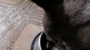 Французский бульдог ест сухой корм. Перешли на Monge. Гипоаллергенный корм.