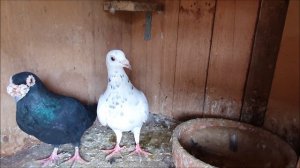 My breeding pigeons are laying eggs!