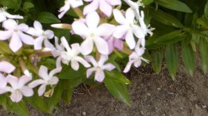 Мыльнянка-летний многолетник.