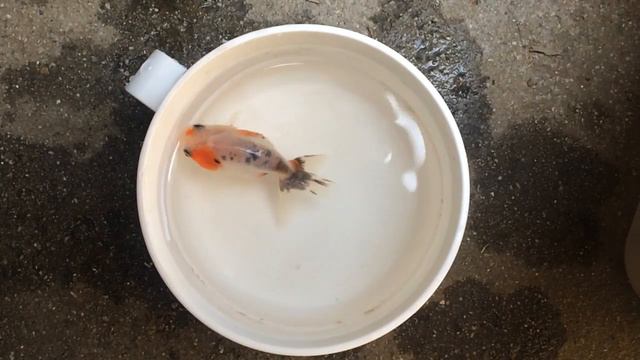 Baby Ranchu #5 смотреть онлайн