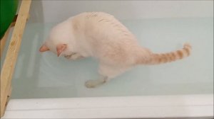 Кот который любит купаться