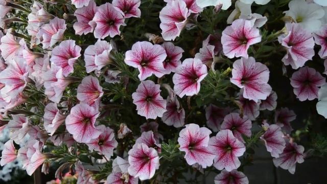 Надо ли обрывать отцветшие бутоны у петунии? смотреть онлайн