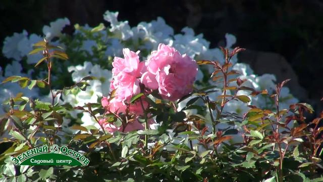 Зарисовка N помидоры и сад смотреть онлайн