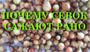 ПОЧЕМУ СЕВОК САЖАЮТ РАНО