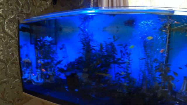 Новое современное LED освещение в аквариум. Запуск новой рыбы в аквариум 200 литров смотреть онлайн
