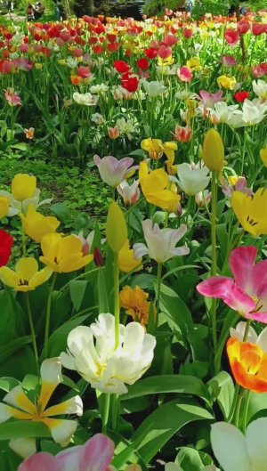 Цветы. Весна. Ботанический сад МГУ. Аптекарский огород / Flowers. Spring #москва #сад #огород