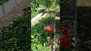 Частичная обрезка клубничного листа при созревании ягоды.