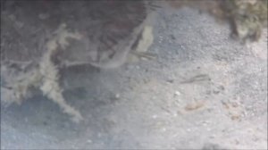 Рыбы красного моря, Двулинейный кардинал, Archamia bilineata Gon & Randall, 1995