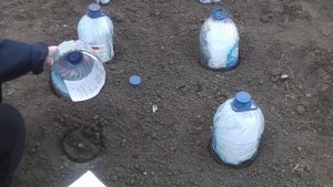 ПРИ ТАКОМ СПОСОБЕ ПОСАДКИ КЛУБНИКИ , ПОЛУЧЕННОЙ РАНО ВЕСНОЙ ПО ПОЧТЕ , ПРИЖИВАЕМОСТЬ 100% .