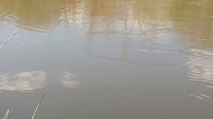 Рыбалка весной на небольшой речке. Ловля плотвы в метре от берега