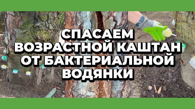 Спасаем возрастной каштан от бактериальной водянки