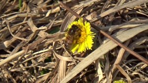 Поль Мориа Менуэт. Пчела