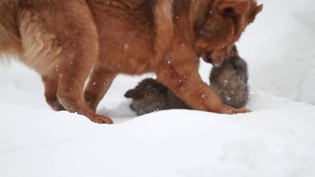Девочка тибетского мастифа смотреть онлайн