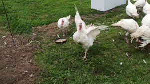 Содержание индюков Биг 6 на улице.