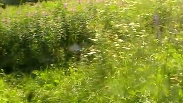 Сбор лекарственных трав: 1 часть:Иван-чай/зверобой/таволга//применение. смотреть онлайн