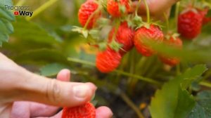 КЛУБНИКИ БУДЕТ ЗАВАЛИСЬ! Даю клубнике это весной в мае! Крупная и сладкая ягода обеспечена!