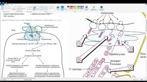 Инсулин: Синтез, Механизм действия. Рецептор Инсулина.