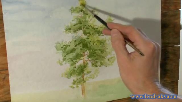 Акварель сосна смотреть онлайн