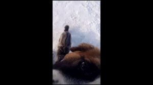 Московская сторожевая