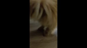 У нас новый щенок-Персик-порода Помапу