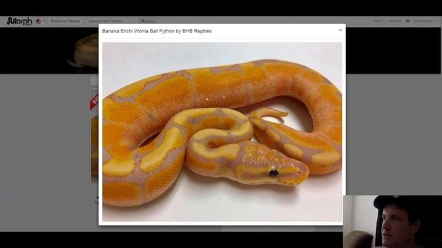 Woma Ball Python Morph Combos | Jack's Reptiles