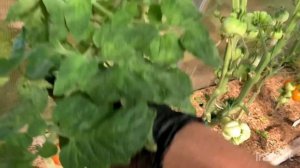 Обзор сортов томатов.В.Г.Алифирова.ЧАСТЬ 1.