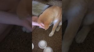 Акита ину щенок 3 месяца. Умная собака. Играем с собакой