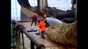 Поймали огромную акулу