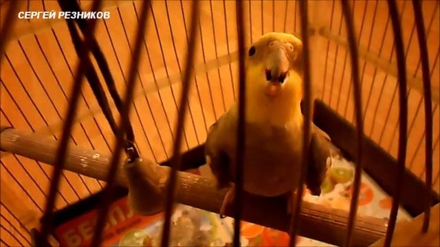 Корелла говорит и поет/Говорящий попугай Корелла