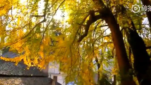 Fengyi Village and its golden ginko tree leaves in fall смотреть онлайн