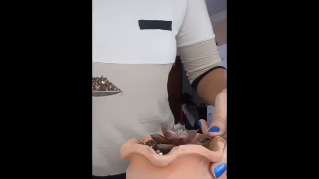 Transplantando mi Echeveria Dionysos o Purpusorum смотреть онлайн