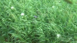 Т 25 с роторной косилкой 1 85  Бред или реальность?