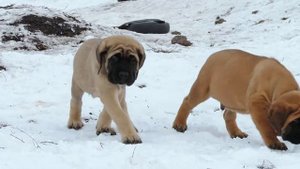 АНГЛИЙСКИЙ МАСТИФ.