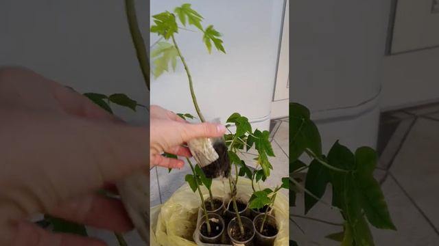 Папайя . Как вырастить папайю дома. смотреть онлайн