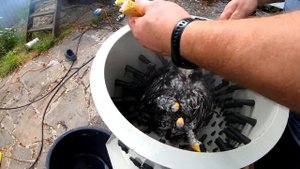 куры доминанты