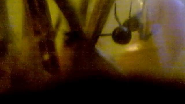 European widow- Latrodectus Tredecimguttatus feeding on an ant смотреть онлайн