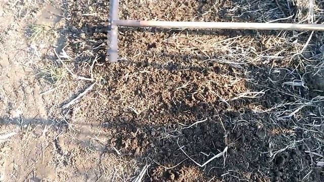 Органическое земледелие. Повышение плодородия. Посев сидератов весной.