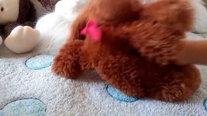 обзор моих мягких игрушек кошек и собак