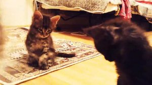 Котята породы мейн кун. 2 месяца