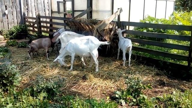 Дойные козы,комолые,Козочки,.