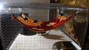Обзор клетки наших дегу