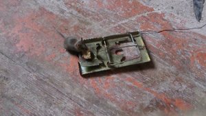 Осторожная мышь или неисправная мышеловка