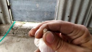 Калибровка чеснока на столе 1.5 тонны/день. Сам процесс. В каком состоянии закладывать на хранение.