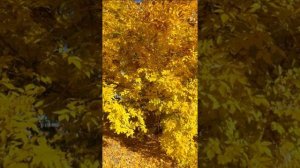 Осенний сад исп. АННА ГЕРМАН