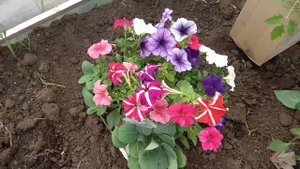 Собаки, рассада, теплицы.